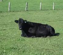 九游体育- 马拉松夜战：剑门银狐队读秒扳平渝州猎隼队，主帅临场妙招经验成为胜负手